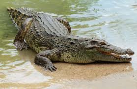 Résultat de recherche d'images pour "krokodil"