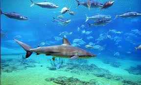 Hasil gambar untuk shark bay