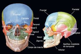 Resultado de imagem para RX IMAGEM CRANIO