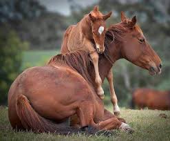 Image result for HORSE