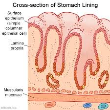 Image result for lining of the stomach