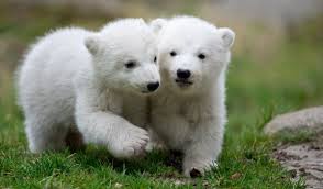 Image result for polar bears