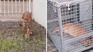 Segundo maior felino do Brasil é capturado após 10 horas de trabalho das autoridades em área urbana de SC