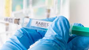 Counterfeit of anti-rabies vaccine no longer in stock: Indian Immunologicals Ltd