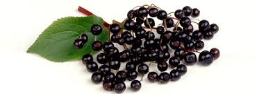 Image result for elderberries