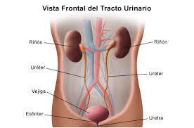 Resultado de imagen para imagenes del sistema genitourinario