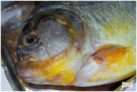 Resultado de imagem para pesca rs