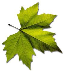 la feuille - cliquez