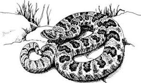 Image result for rattlesnake