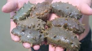 Image result for sea cucumber