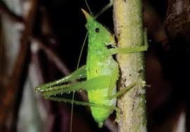 Image result for Entomology Studies
