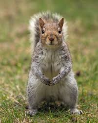 Image result for squirrel