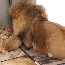 旭山动物园‖北海道下大雪，狮子崽崽们抱在一起取暖_哔哩哔哩_ ...