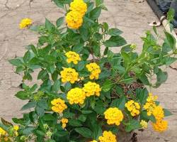 Gambar Bunga Lantana