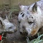  Wombat mating bite may help species survive, scientists say