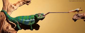 Image result for chameleons