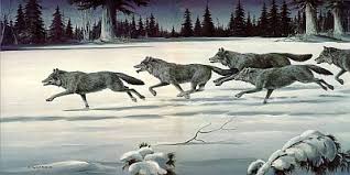 Image result for pack of wolves walking