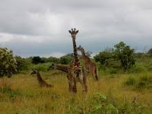 Fotos von Kathrin Wrede auf Outdoor Momente - Arusha-Nationalpark-Giraffen-am-Mt-Meru-Tansania-1661.220x176