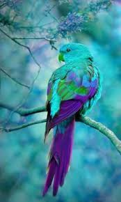 Image result for macaw parrot hd