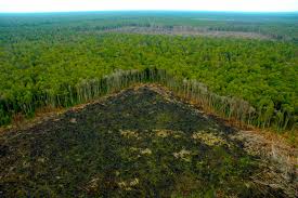 Resultado de imagen de fotos de deforestacion