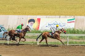 Image result for IRAN HORSES