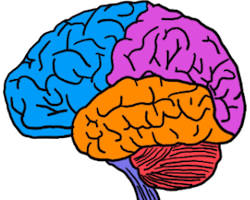 Hình ảnh về brain with different colored sections representing different types of thinking