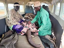 Sheldrick Wildlife Trust added... - Sheldrick Wildlife Trust