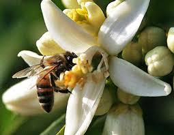 Resultado de imagem para abelha na flor e borboleta