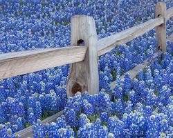 Image of Blue Bonnet, Llano Texas