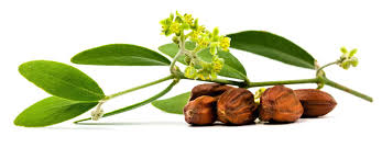 jojoba yağı ile ilgili görsel sonucu