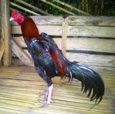 Hasil gambar untuk ayam bangkok