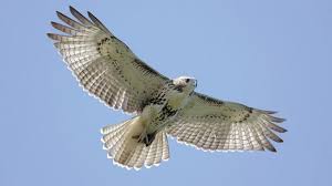 Image result for how raptor soaring