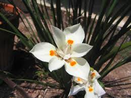 Resultado de imagem para flor iris