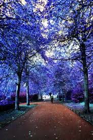 Résultat de recherche d'images pour "blue trees"