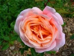 Image result for image of moving broken hearts and roses