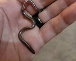 Image of Texas Blind Snake