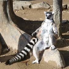 Image result for lemur