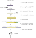 Cdna herstellung