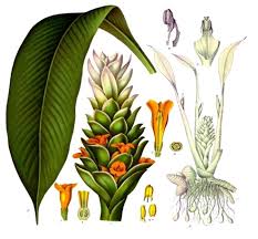Hasil gambar untuk determinasi tumbuhan