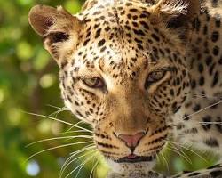 Image of Akagera National Park cheetahs