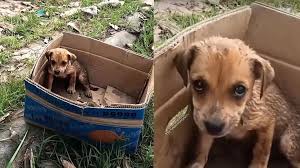 Questo cucciolo randagio, recuperato da una scatola di ...