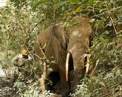 Image of Gishwati Mukura National Park forest elephants