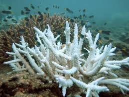 Image result for trump causing coral bleaching