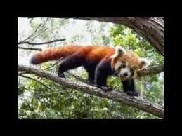 Image result for aneka hewan langka di indonesia