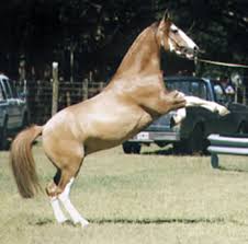 Resultado de imagen para imagen de caballo de criollo