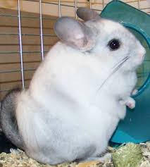 Image result for Chinchillas