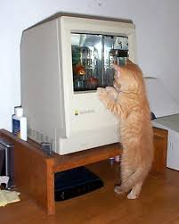 Résultat de recherche d'images pour "mac aquarium"