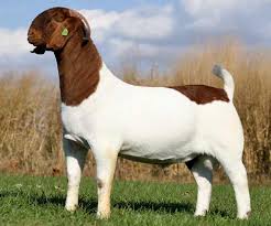 Image result for GOAT