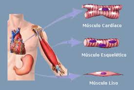 Resultado de imagen de fisiologia musculo esqueletico