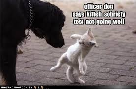 Image result for dog funnies